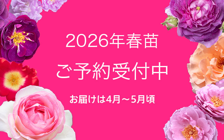 <em>26年の春苗ご予約受付開始いたしました！</em>ただいま6年(令和8年)の春苗のご予約をお受けしております♪今の時期だからこそゆっくりじっくり選べます。お届けは4月～5月頃の予定。<b>春苗予約・お買い物</b>