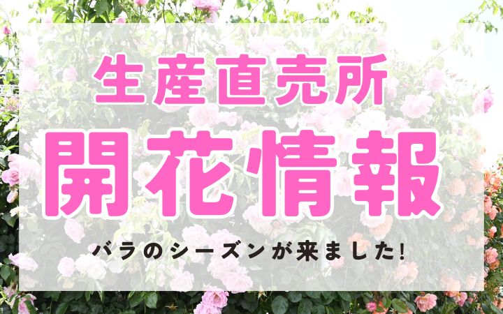 <em>バラシーズン突入！</em>ゴールデンウィーク期間中は、休まず営業いたします。<b>生産直売所</b>