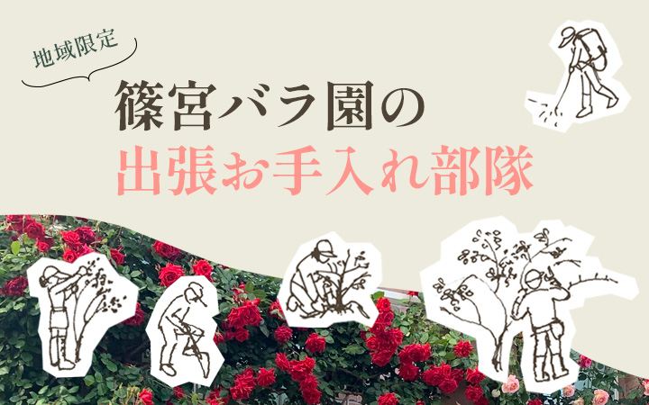 <em>伸びすぎて手に負えないバラはありませんか？バラの作庭、誘引、剪定、メンテナンス</em>お宅の伸び過ぎたバラ、泣いていませんか？ プロのお手入れでお庭が見違えります！ 篠宮バラ園では、バラのお手入れもお手伝いいたします。 バラの植え込み、夏剪定、冬剪定、誘引、施肥、薬剤散布などお気軽にご相談ください。<b>メンテナンス</b>