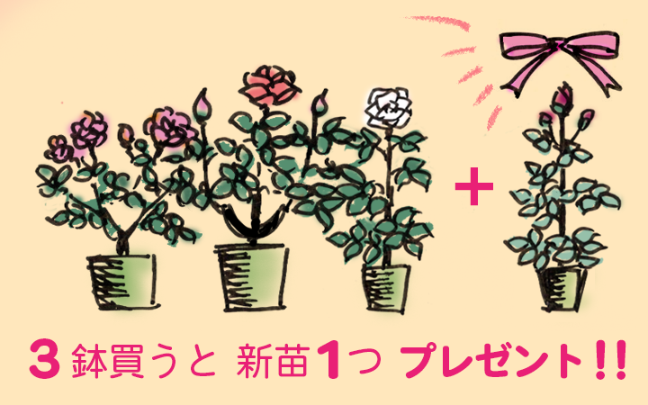 公式 バラ苗の通販ならー篠宮バラ園 東京