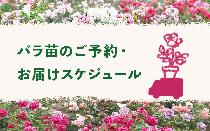 <em>ご予約・お届けスケジュールについて</em>当園はバラ苗を良い状態でお届けするために、春の時期のみ出荷・販売しています！<b>篠宮バラ園について</b>