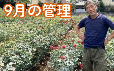 <em>9月の管理</em>9月に入りますとそろそろ秋めいてきて温度も下がり、バラにとってはとても良い季節となります。10月から11月にかけて四季咲きの品種は綺麗な秋バラが咲きますので、今回はその準備がお世話のポイントです。<b>バラの育て方</b>