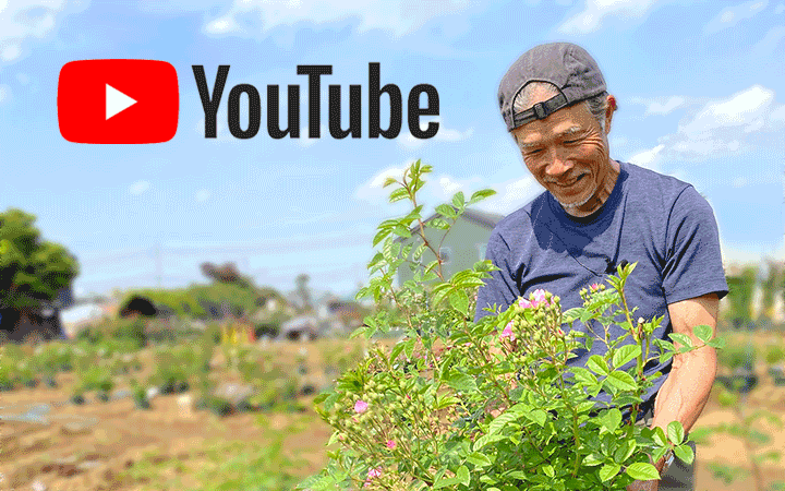 <em>登録者数1万名突破！</em>篠宮バラ園YouTubeチャンネル！バラの基本的な育て方からお客様からのよくある質問、季節ごとのお手入れや、病害虫対策など、プロの言葉でお伝えします。<b>バラの育て方</b>