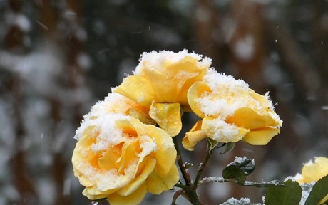 <em>バラの冬の管理について</em>12月～2月ごろのお手入れのポイントです。お住いの地域の気候に合わせて行ってください。
