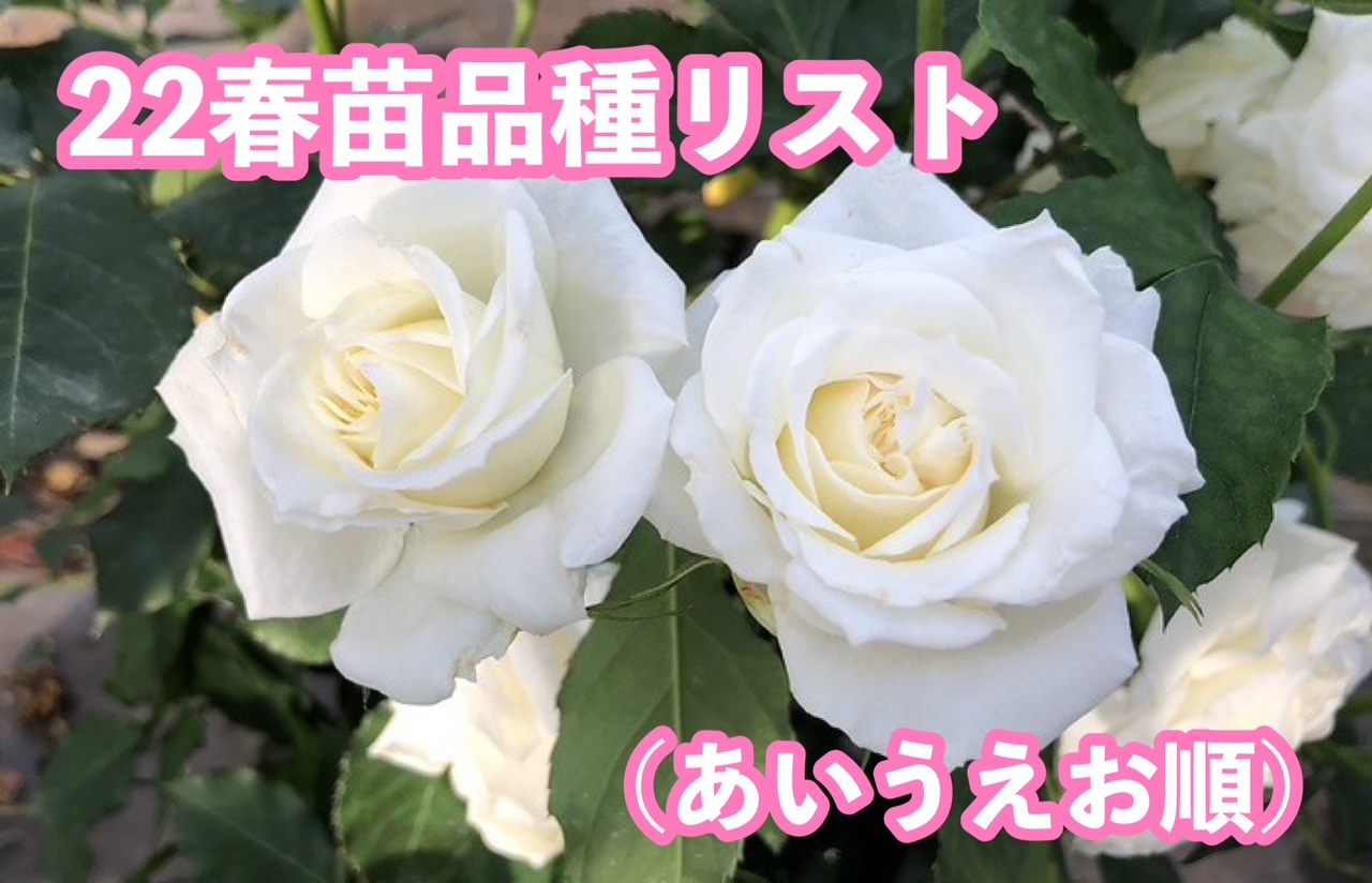 バラ の販売についてのお問い合わせ専用 バラ の販売についてのお問い合わせ専用